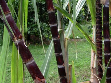 Saccharum officinarum